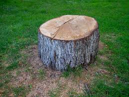 Tree and Shrub Care in Dora, AL